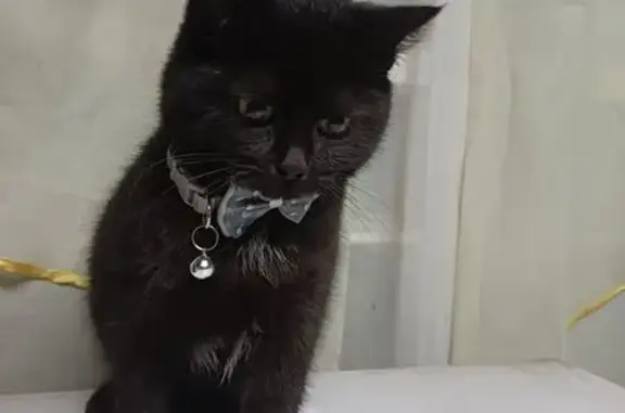 Кошка найдена: Воронеж, Воронежская обл.