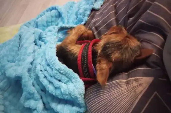 Пропала собака, ул. Челышева, Иваново