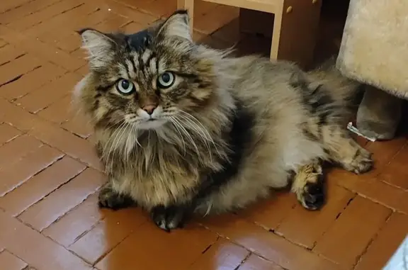 Пропала кошка, Иркутск, Иркутс...