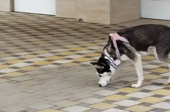 Собака найдена: ул. Литвинова 23, Ростов-на-Дону