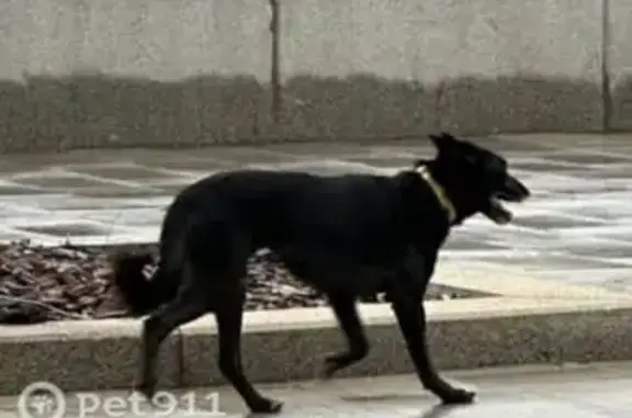 Пропала собака: ЖК СПУТНИК, Рублёво, Москва
