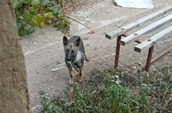 Пропала собака, ул. Чичаева, Рузаевка