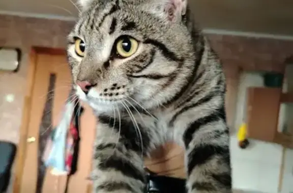 Найдена кошка, Иркутск, фото: Кошка найдена на дереве: Иркутск, Зелёный 11