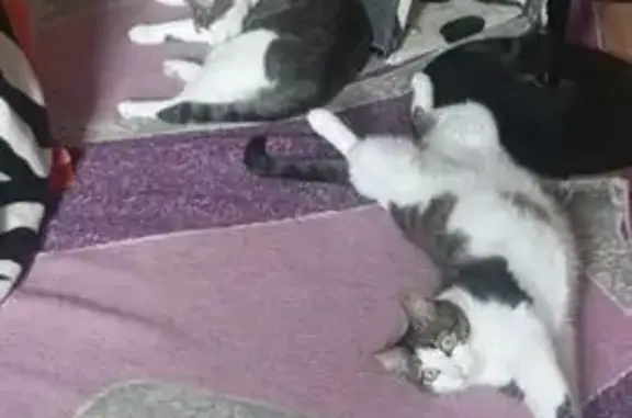 Пропала кошка Люся, ул. Комсом...