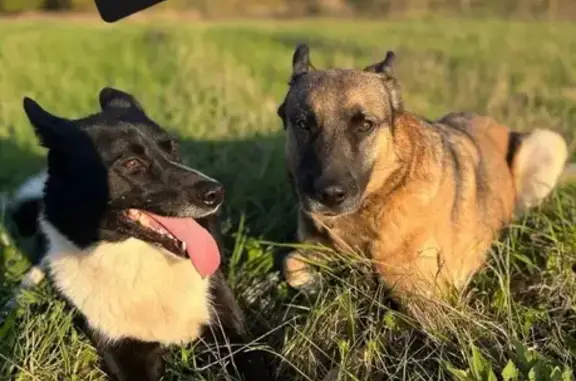 Пропала собака, Даниловское, Ярославль