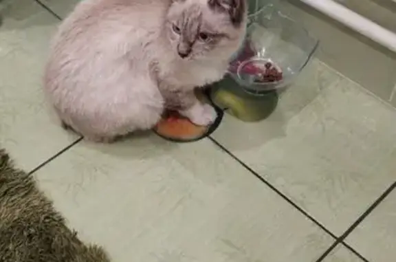 Найдена ласковая кошка, Тургеневская, Тула