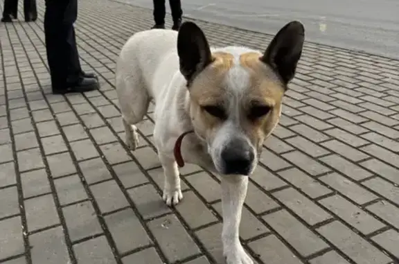 Найдена собака, Челябинск, фото: Собака найдена на ул. Доватора, Челябинск