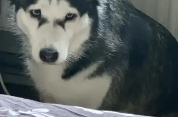 Собака найдена: Печатная ул., Калининград