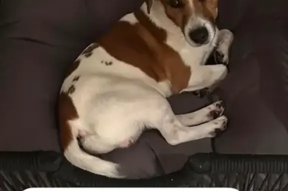 Собаки потеряшки, , фото: Потеряшка собака Джек, Ногинск, МО