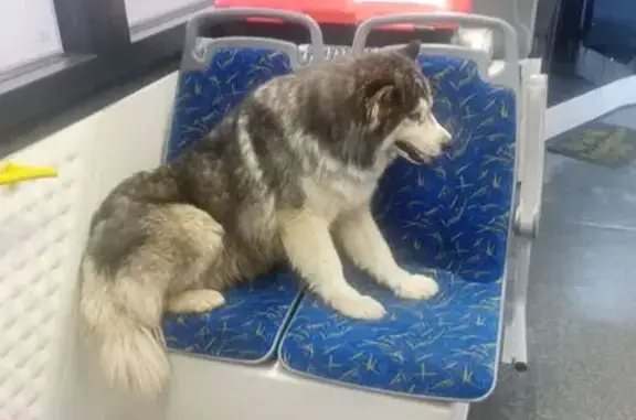 Собака найдена в троллейбусе, Нефтезаводская 21