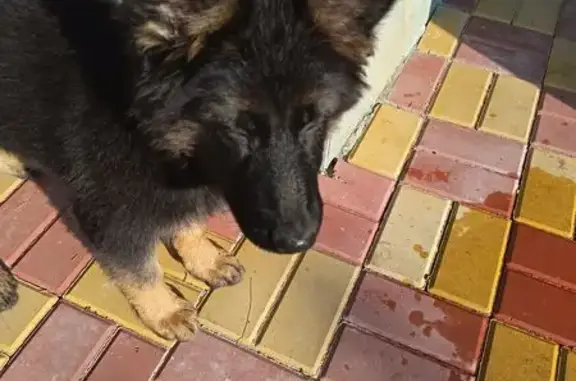 Собаки потеряшки, Новошахтинск, фото: Потеряшка собака, ул. Молодогвардейцев