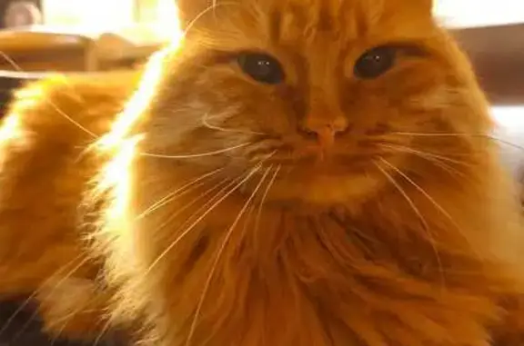 Пропала кошка, 1-й квартал, 32...