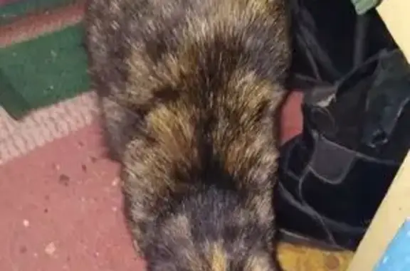 Найдена кошка, Хабаровский край, фото: Кошка найдена в Сергеевке, Хабаровск