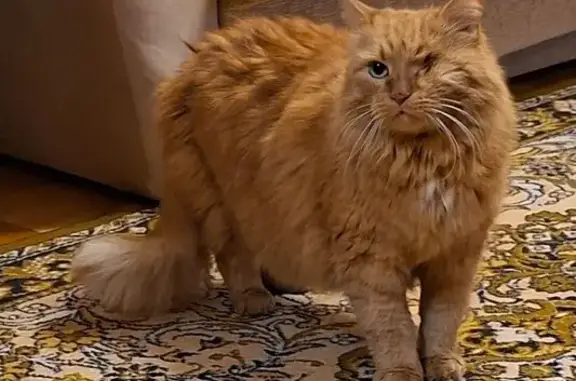 Найдена кошка, , фото: Кошка найдена: ул. Кулаковой, Ижевск