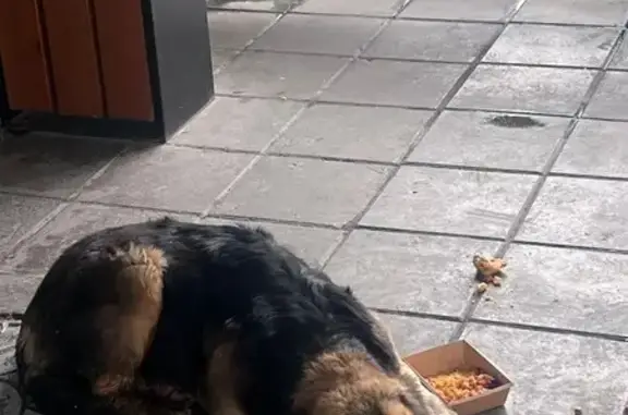 Найдена собака, Москва, фото: Собака найдена на Волочаевской ул., 5 с1