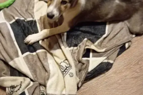 Найдена собака, , фото: Щенок найден: Новая ул., 30, Донской