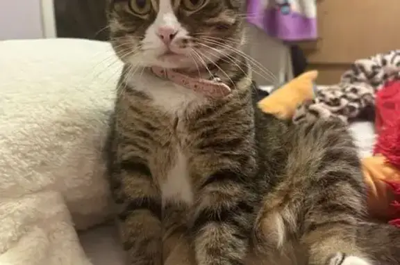 Пропала кошка, Симферополь