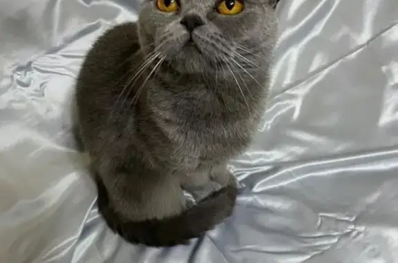 Пропала кошка, Запарина 117В, Хабаровск