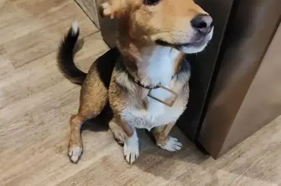 Найдена собака, Вологда, фото: Найдена собака, Судоремонтная 48, Вологда