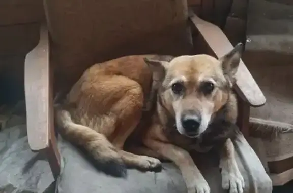 Пропала собака, Вокзальная 52, Новокузнецк