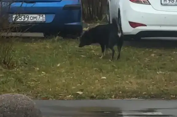 Собака найдена: ул. Каминского, 51, Тула