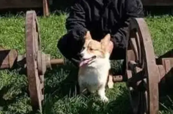 Собаки потеряшки, Липецкая область, фото: Потеряшка корги Марк, г. Липецк