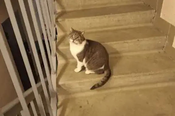 Найденные животные Петрозаводск, фото: Кот в подъезде, Университетский городок, Птз