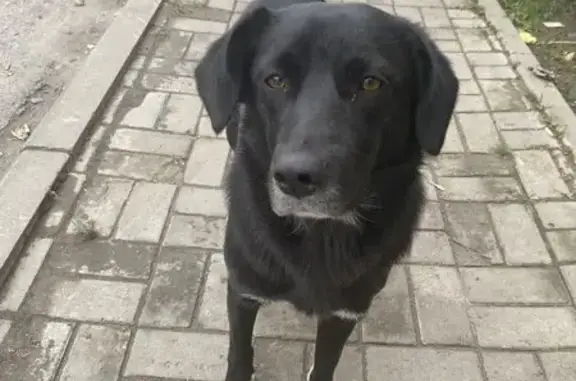 Пропала собака, Днепровский пер. 124М