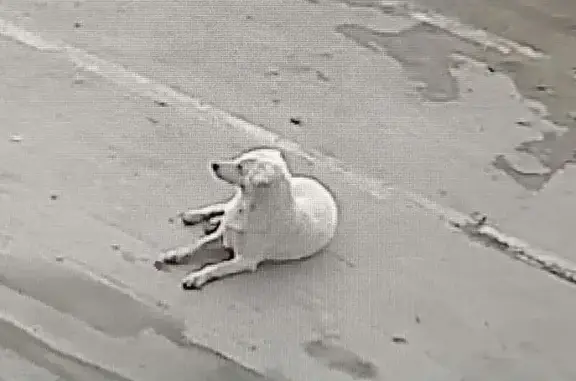 Найдена собака, Липецкая область, фото: Собака найдена в г.о. Липецк, спасите!