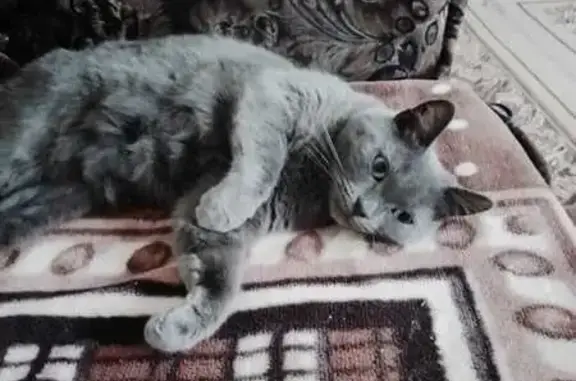 Пропала кошка, ул. Болотова, Тула