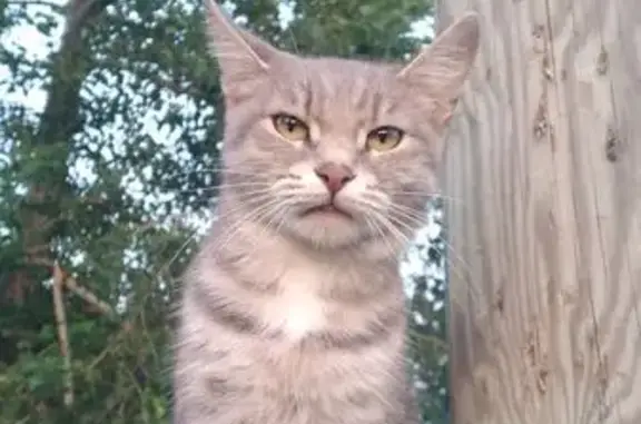 Кошки потеряшки, Дегтярск, фото: Потеряшка кошка, ул. Школьников, Дегтярск