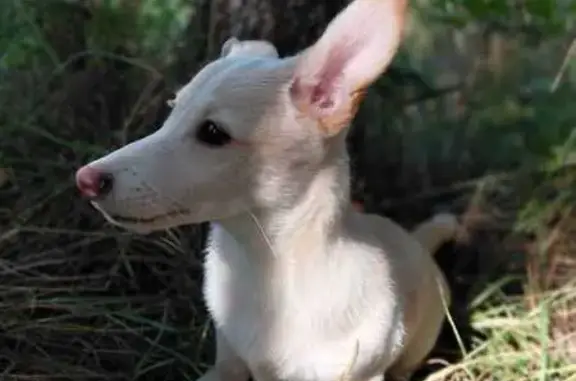 Пропала собака, Новодеревенская 19, Пушкин