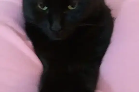 Пропала кошка Алиса, Чапаева 9, Туапсе