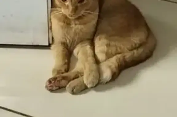 Найдена рыжая кошка, ул. Вильямса, 32