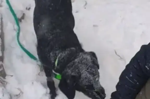 Пропала собака, ул. Прониной 32, Екб