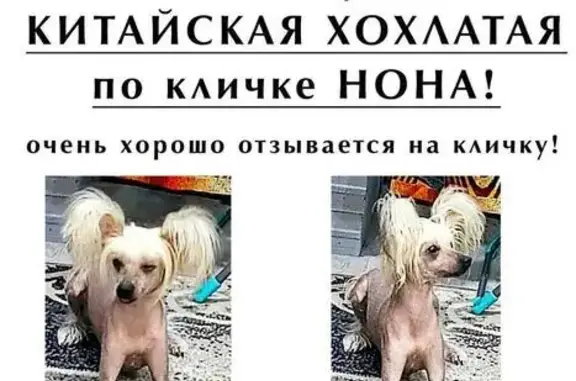 Пропала собака, ул. Карбышева, Омск