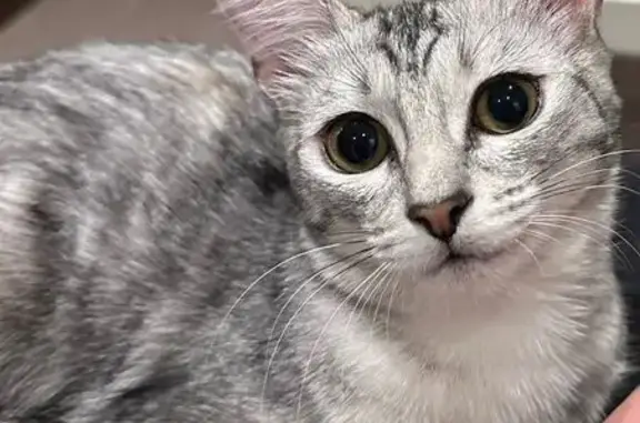 Пропала кошка, Малая Тверская 1/46