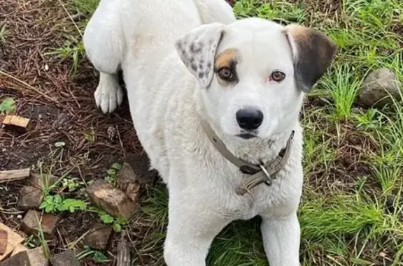 Пропала собака, Братская 37, Новолисиха