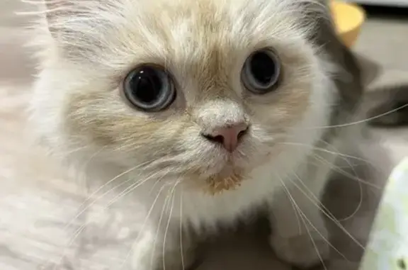 Найденные животные Петрозаводск, фото: Кошка найдена: Октябрьский пр., 30, Петрозаводск