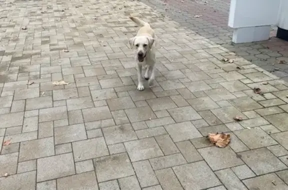 Найдена собака, Сочи, фото: Сочи: найден пёс, Навагинская 13