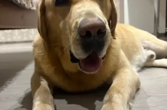 Найдена собака, Рязань, фото: Найдена собака, ул. Ленина, Рязань