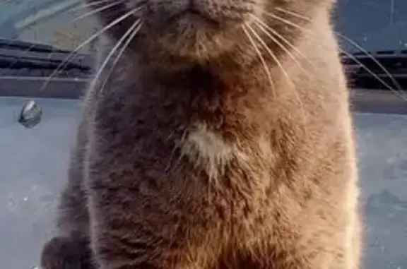 Кошка найдена: ул. Леваневского, Воронеж