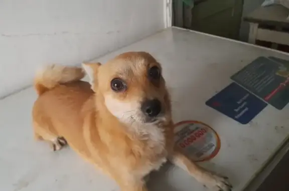 Найдена собака, , фото: Собака найдена: ул. Калинина, 1, Донской