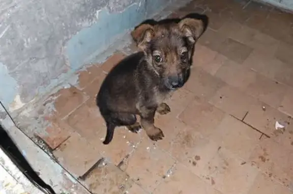 Найдена собака, Полеводство, фото: Собака найдена: ул. Трактористов, 2А