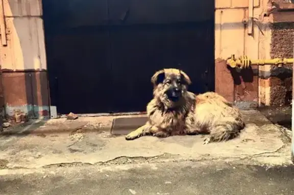 Найдена собака, Красноярск, фото: Собака найдена: Московская ул., Красноярск