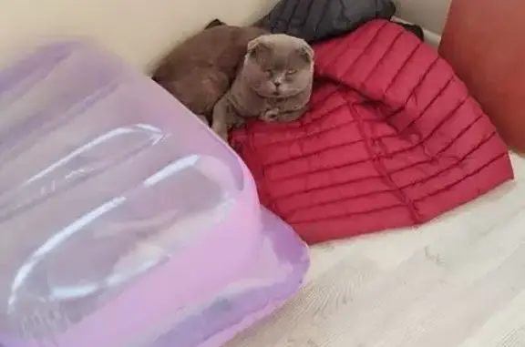 Пропала кошка, Пролетарская 139А, Саранск