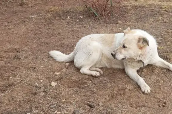 Собаки потеряшки, Московская область, фото: Потеряшка собака Джуля, МО, белая с пятнами