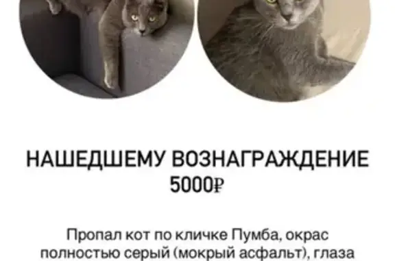 Пропала кошка, Тамбовская ул., Тамбов