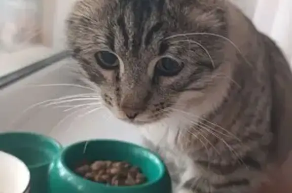 Кошка найдена, Новосёлов 34 к2, Рязань