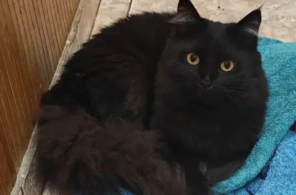 Пропала кошка, Полевая ул. 10, Щёлково